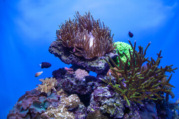 coral reef with fish