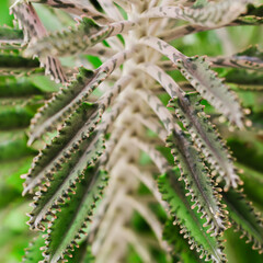 green and clear caquito plant