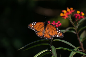 Beautiful butterfly flying and feeding on flowers