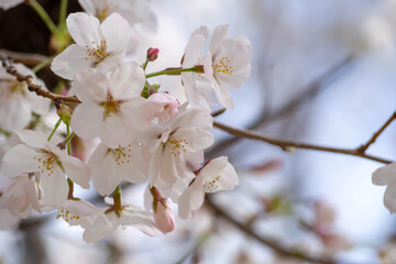 満開の桜のクローズアップ