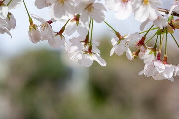 Obraz premium 満開の桜のクローズアップ