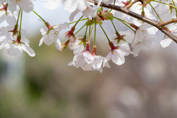 満開の桜のクローズアップ