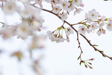 満開の桜のクローズアップ