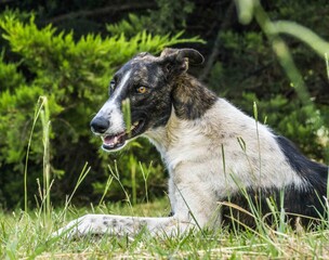 Naklejka na ściany i meble perro galgo acostado sobre el pasto mirando hacia la camara, con un fondo verde 