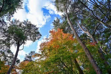 Fototapeta premium 晩秋の厳美渓の紅葉情景＠一関、岩手
