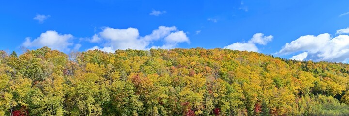 白金青い池で見た青空バックのちょうど見頃の紅葉情景＠北海道