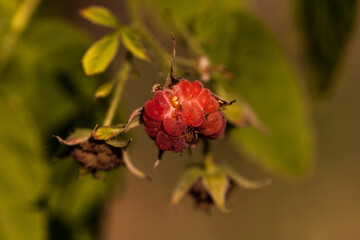Heritage everbearing red raspberry Rubus idaeus bush growing in spring