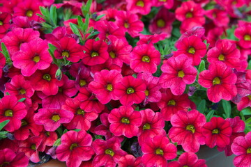 Violet - white, purple lilac  flowers of  Petunia, ornamental plant 