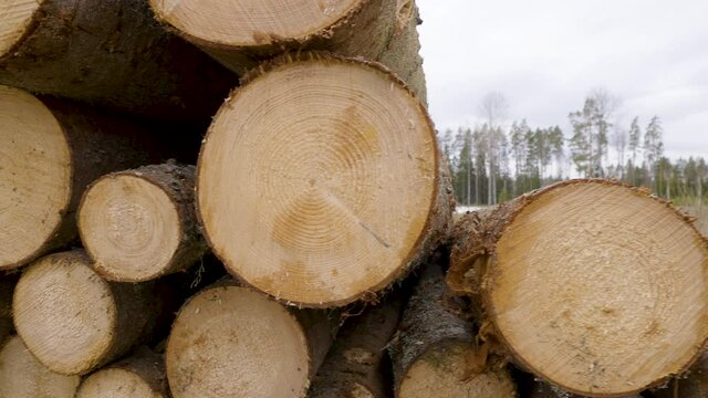 A closer look of the egde of the logs from cutting the spruce tree in the forest