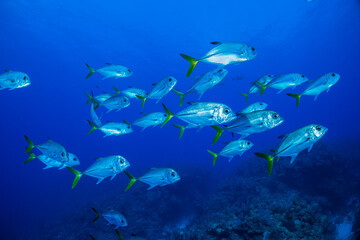 Fototapeta na wymiar A school of horse eyed jacks swimming in the tropical blue Caribbean sea.