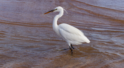 Little egret (Egretta garzetta). The white bird hunts fish in the red Sea.