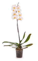 Fototapeta premium White orchid in a flowerpot isolated on white.