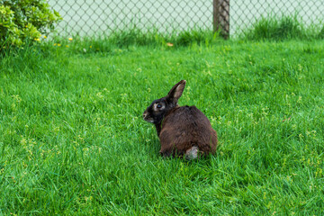 spring rabbit in a green field Easter symbol beautiful April background