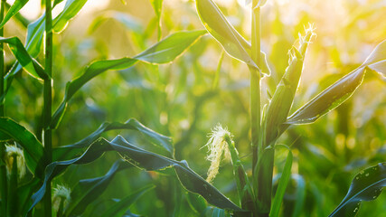 corn field in sunset