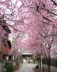cherry blossoms with the Japanese temple