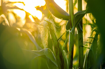 corn field in sunset
