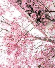 pink cherry blossom in spring