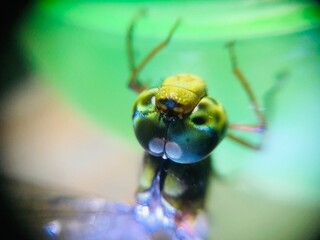 dragonfly on a leaf