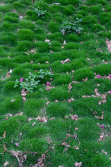 square shaped patches of green grass on a hillside with pink leaves & flower petals