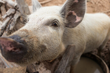 white pig in pigsty on sunny day