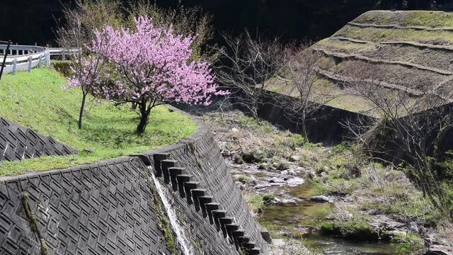 桜と渓流