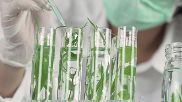 Sientist work with plant in test tubes in laboratory. 
