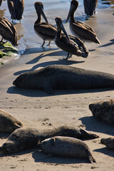 Seals and pelicans at Carpinteria seal sanctuary at sunset