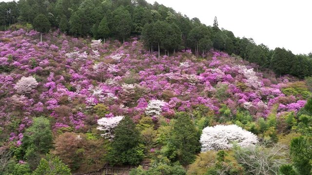 Kyoto,Japan-April 3, 2021: Wild cherry trees at Takao, Kyoto