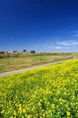 Obraz premium 春の菜の花咲く江戸川土手から見る河川敷と対岸風景