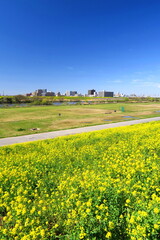 春の菜の花咲く江戸川土手から見る河川敷と対岸風景