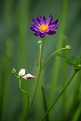 Close up of violet daisies blooming in the garden in spring against blurred green background. 
