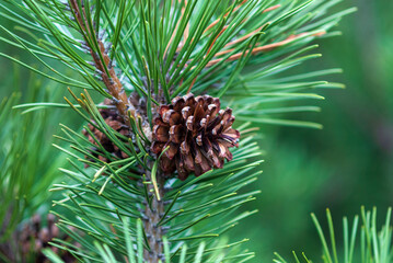 Fototapeta premium Dwarf mountain pine branch with cones - Pinus mugo Turra