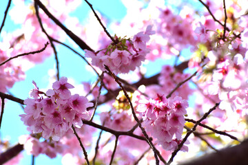 青空と河津桜 ピンクの花アップ