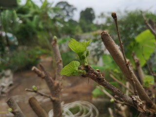 Green leaves are on a blurred background.