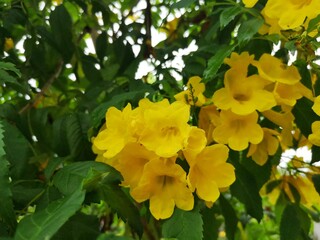 Bignoniaceae, Yellow flower There are green leaves as the background.