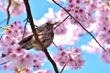 河津桜とヒヨドリ 春爛漫