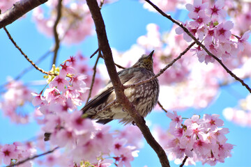 河津桜とヒヨドリ 春爛漫