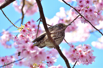 河津桜とヒヨドリ 春爛漫