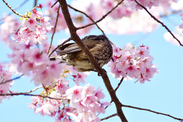 河津桜とヒヨドリ ピンクの花