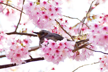 河津桜とヒヨドリ 春爛漫