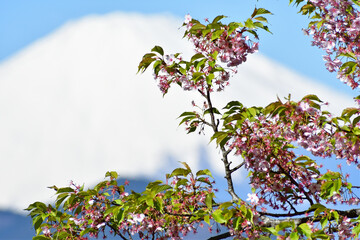 残雪の富士山と河津桜 ピンクの花アップ