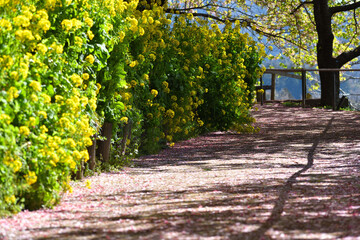 神奈川県松田山 河津桜と菜の花 遊歩道