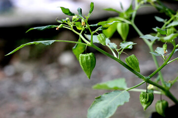Physalis plant is a wild plant that is rich in health benefits