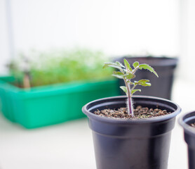 Close-up of seedlings of green small thin leaves of a tomato plant in a container growing indoors in the soil in spring. Seedlings on the windowsill