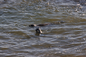 Seals and pelicans at Carpinteria seal sanctuary at sunset