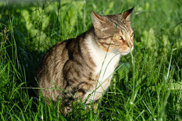Naklejka na ściany i meble A beautiful domestic cat sits outside on the green grass on a warm sunny summer day and hunts. 