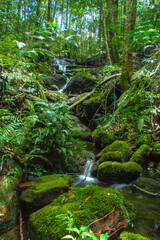stream in the forest