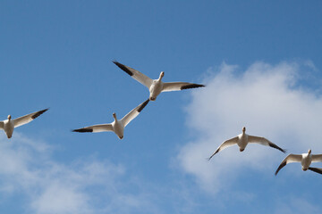 Swans in Flight