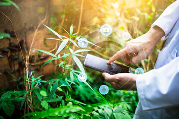 Medical healthcare scientist examining cannabis plant leaf using mobile phone modern futuristic...