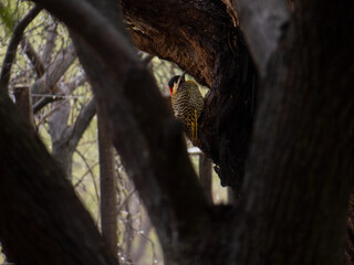Woodpeckers in Biosphere Reserve of Ñacuñan.